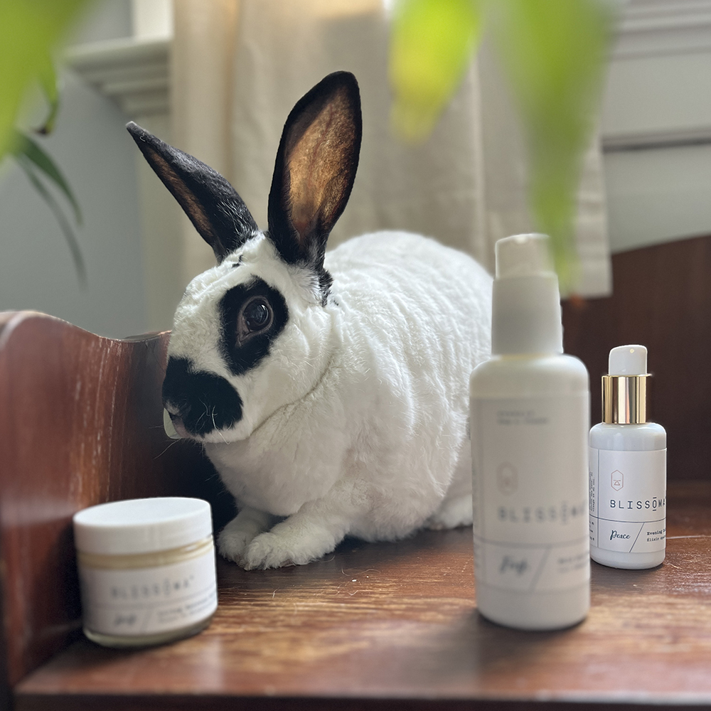 Blossom is Blissoma's cruelty free skin care bunny adopted from the House Rabbit Society of Missouri in 2016 to help promote ending animal testing