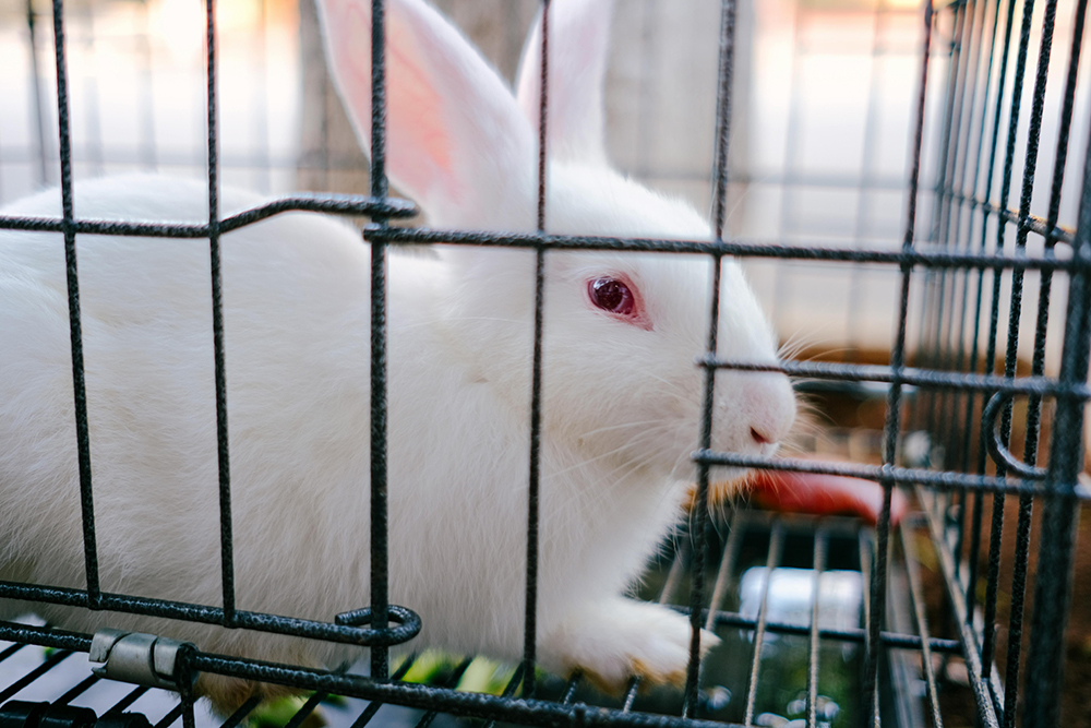 The Importance of Cruelty Free Skin Care Products and important updates about animal testing cosmetics on rabbits and beagles