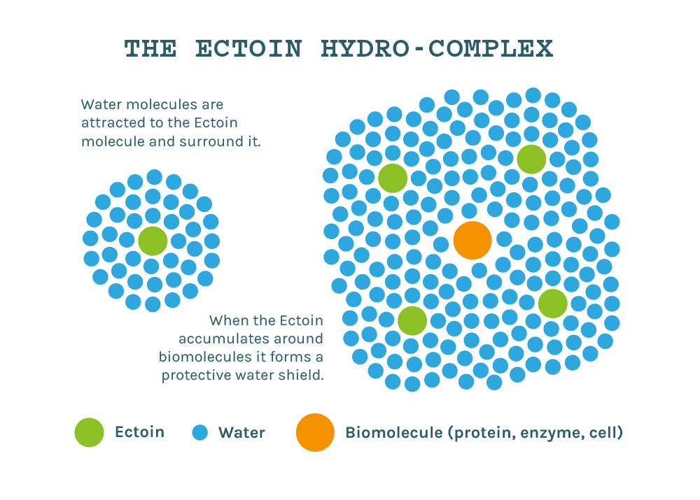 The Ectoin Hydro Complex changes the behavior of water and protects cells, proteins, and enzymes from stress and hydrates them