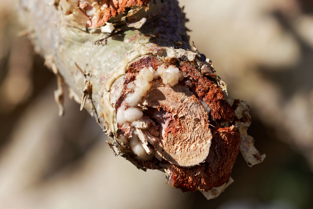 Frankincense Essential Oil Benefits