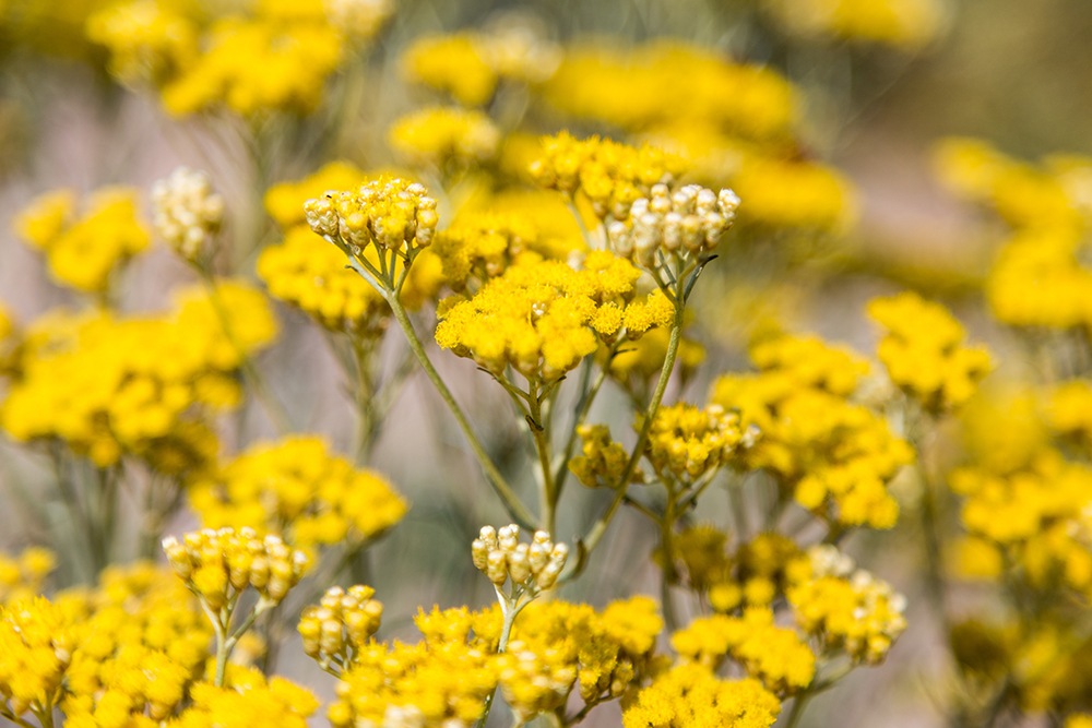 Natural and plant based herbal skin care ingredients like helichrysum that increase ceramides in skin to help dry skin, eczema, acne, rosacea, and sensitive skin.