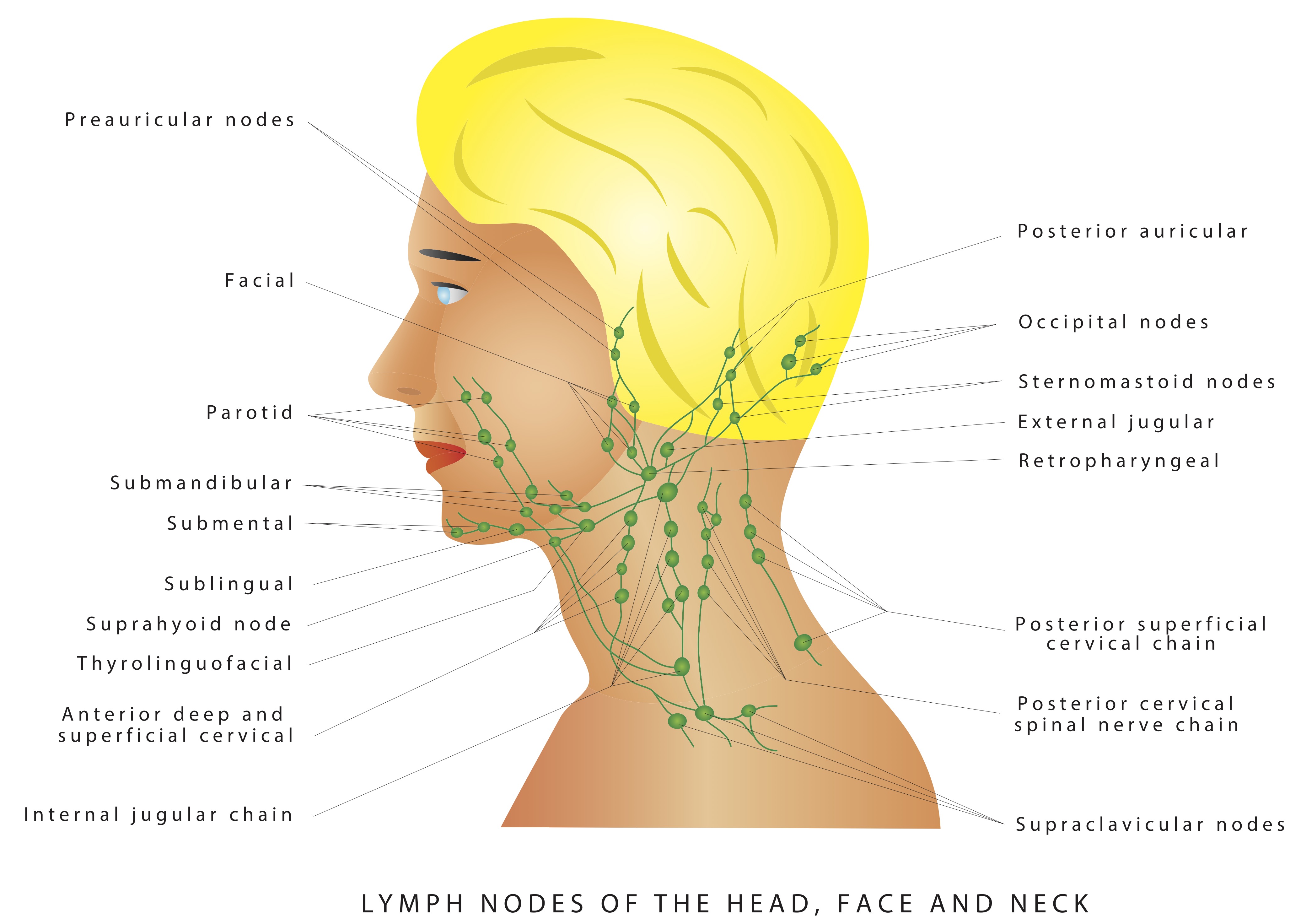 Gua Sha can create lymphatic drainage benefits through the lymph nodes in the neck, jawline, and the face for healthier looking skin and to slim the face.