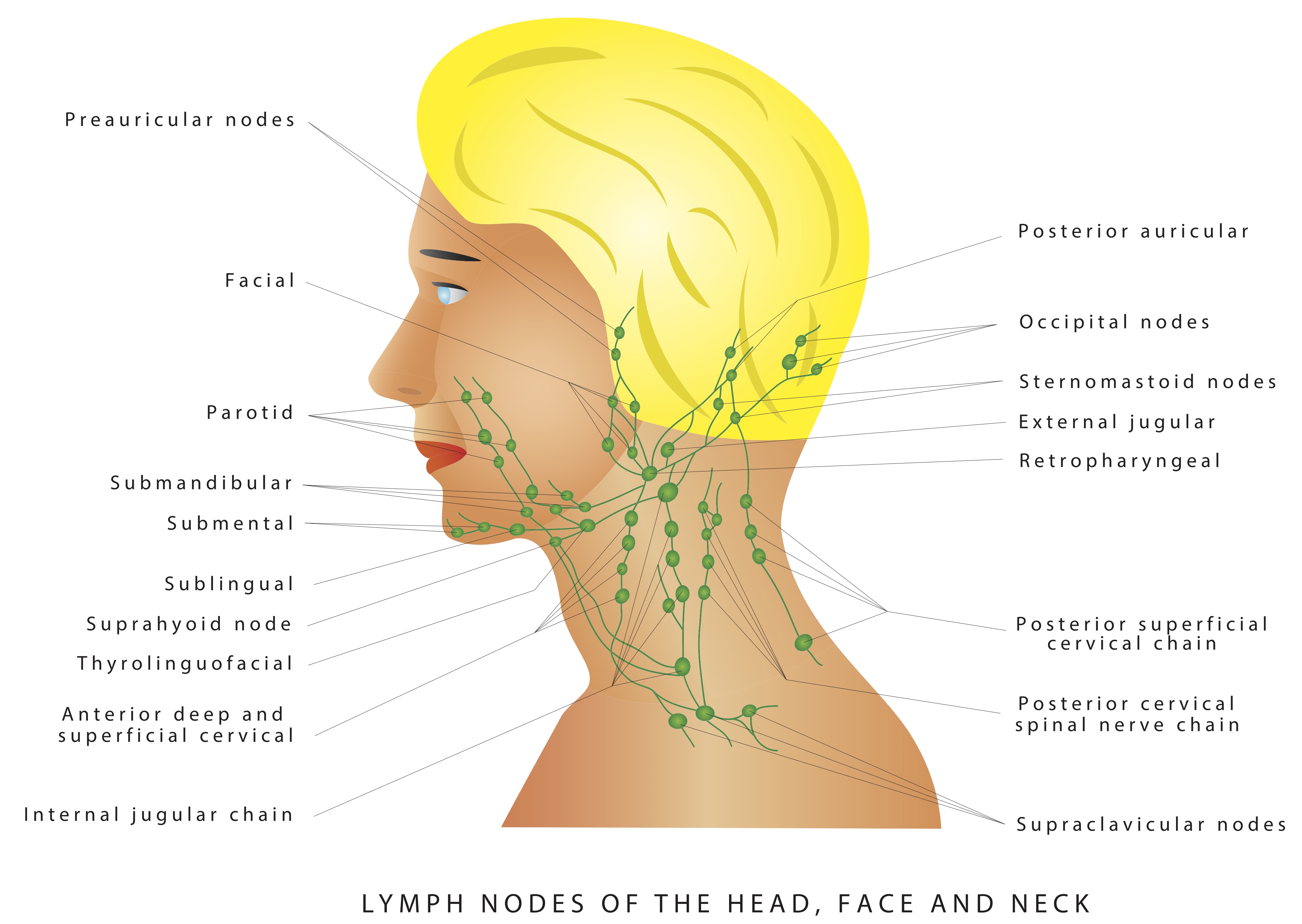 Лимфатические узлы головы и шеи схема