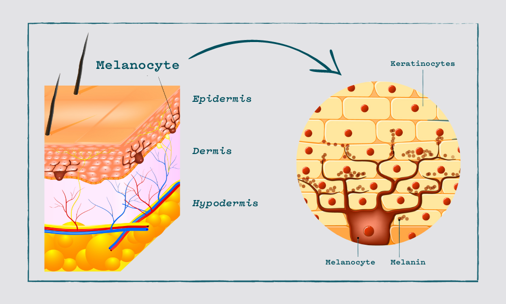 Melanocytes that produce skin pigment can become damaged and may not make melanin pigment even for skin anymore which causes dark spots