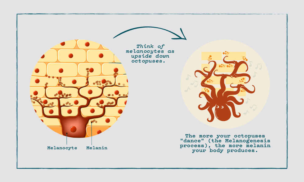 How melanocytes work to create skin pigment that creates dark spots