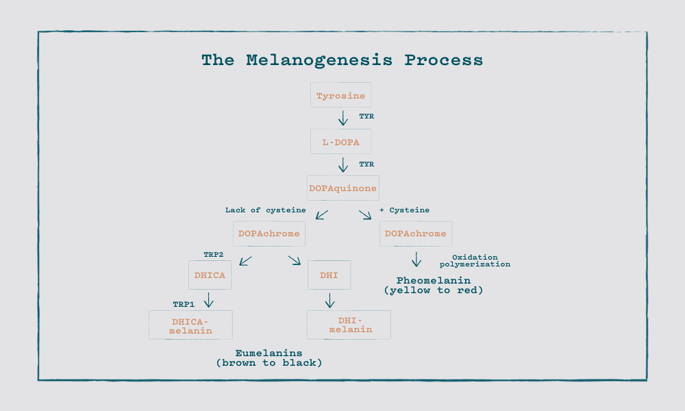 Causes of hyperpigmentation and 5 triggers for the melanogenesis process that creates dark spots on skin