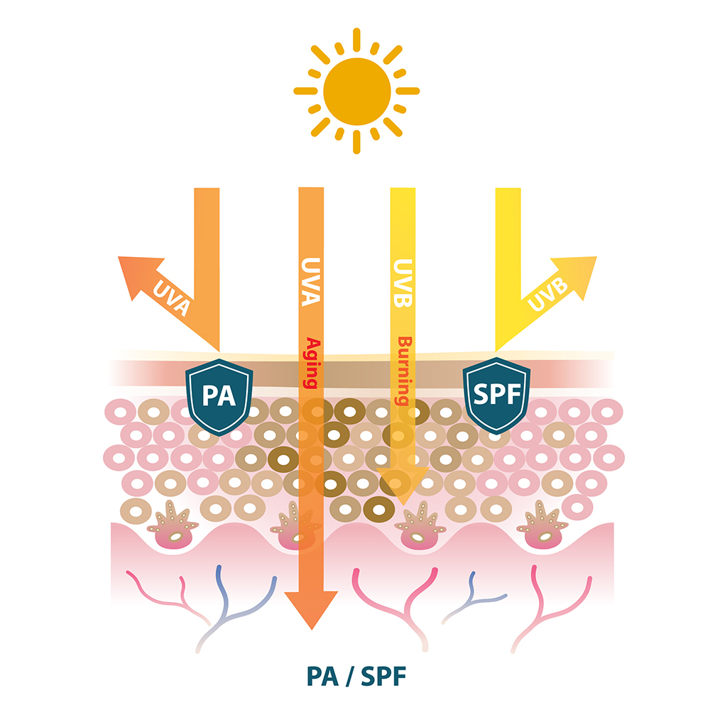  A diagram of the skin showing UVA and UVB rays penetrating the skin and how PA protection and SPF protection blocks the rays