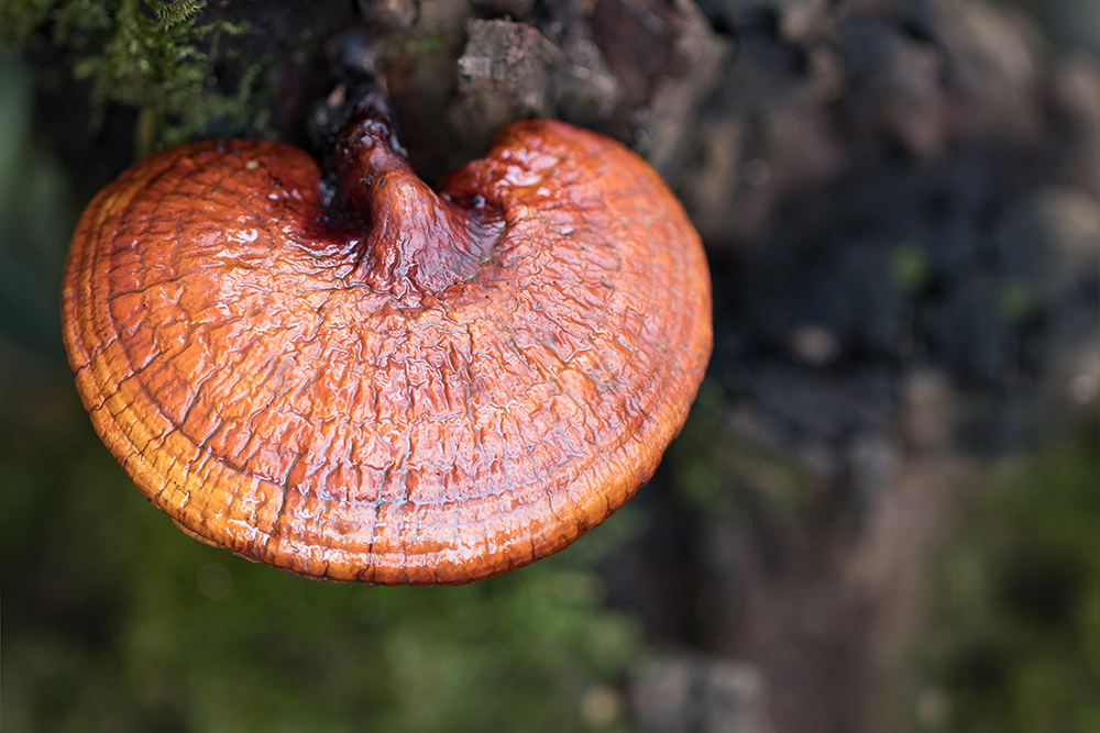 Reishi is known as Ganoderma lucidum mushroom and has skin benefits like hydrating, soothing, anti-inflammatory, and anti-wrinkle.