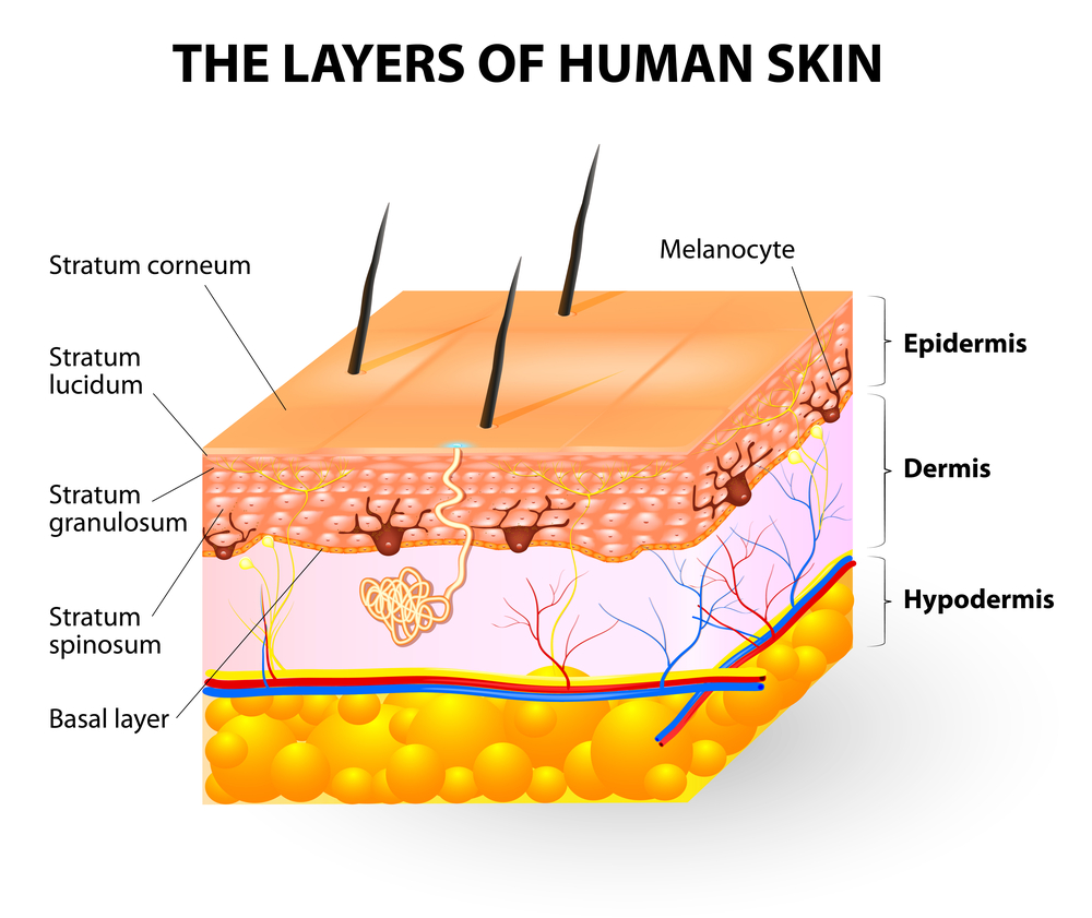 How much does skin absorb and skin absorption Through Skin of chemicals in cosmetics, oils, and toxins 