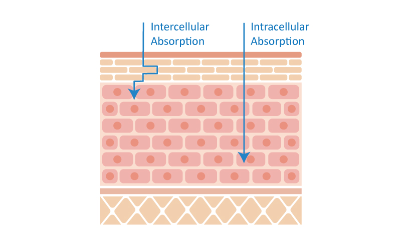 Intercellular and intracellular absorption through skin of chemicals in cosmetics and how molecule size skin penetration works