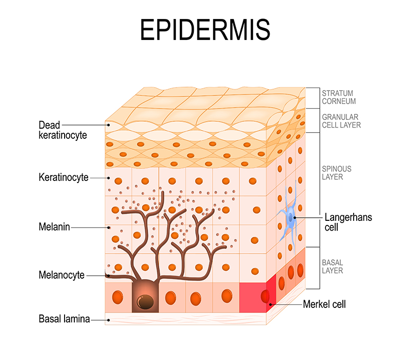 Melanin in skin and skincare tips for melanin rich skin for beautiful dark skin