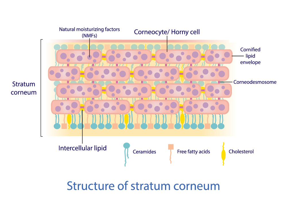 What are ceramides for skin and how do they help the skin with natural ceramide benefits for the skin barrier?